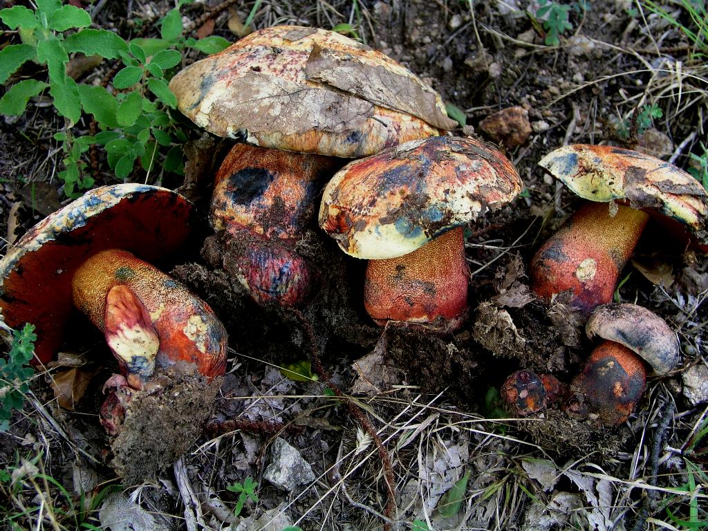 Monte Bondone (TN)....6 (confronto B. luridus/luteocupreus)